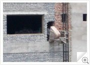Tower Hoist / Builder Hoist

